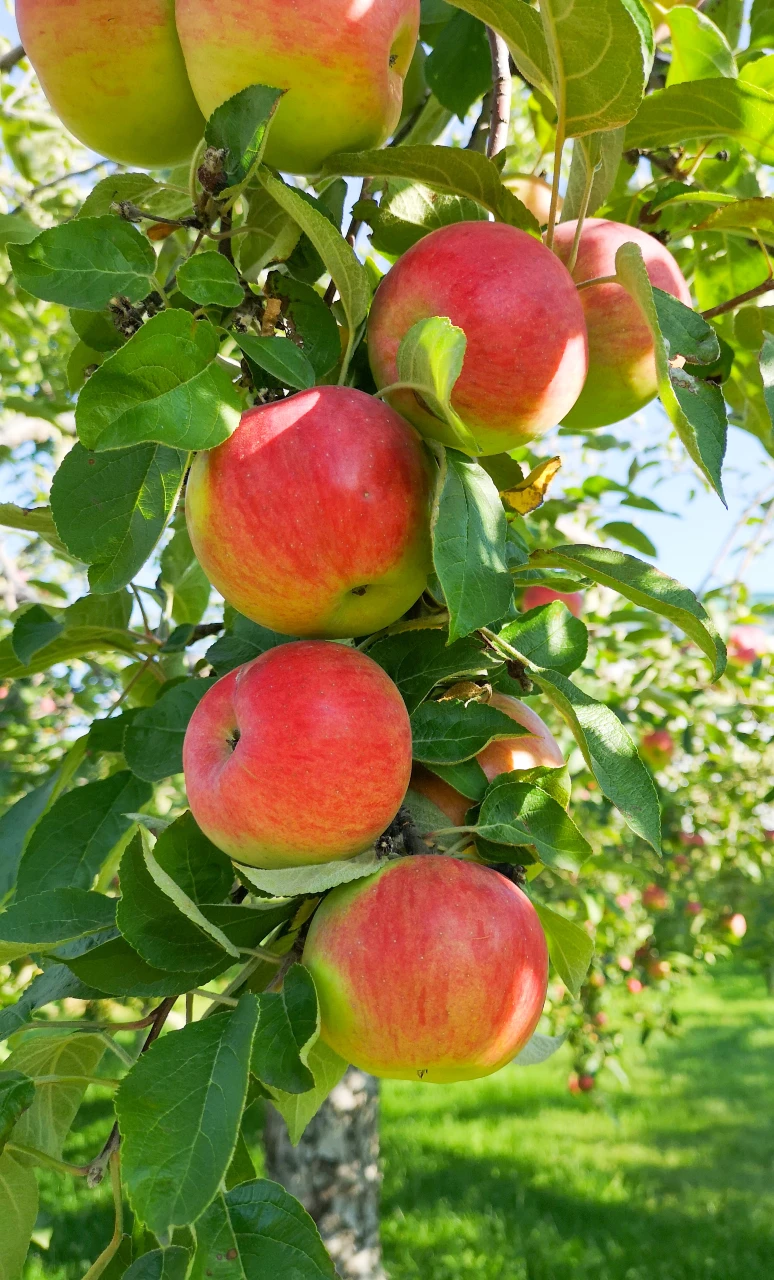 Fresh red and yellow apples hanging on tree branches with green leaves